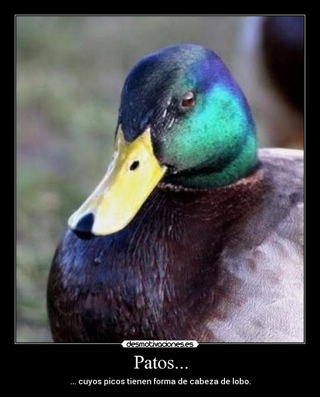 Patos... - ... cuyos picos tienen forma de cabeza de lobo.