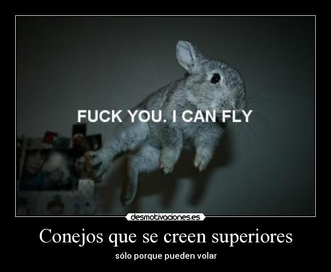 Conejos que se creen superiores - sólo porque pueden volar