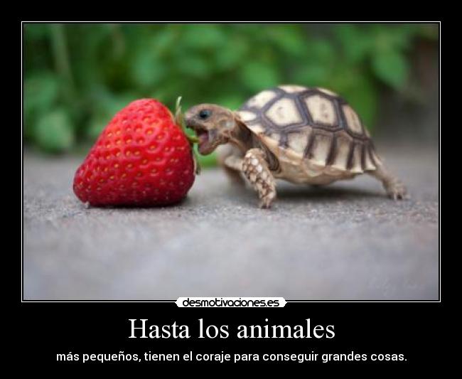 Hasta los animales - más pequeños, tienen el coraje para conseguir grandes cosas.