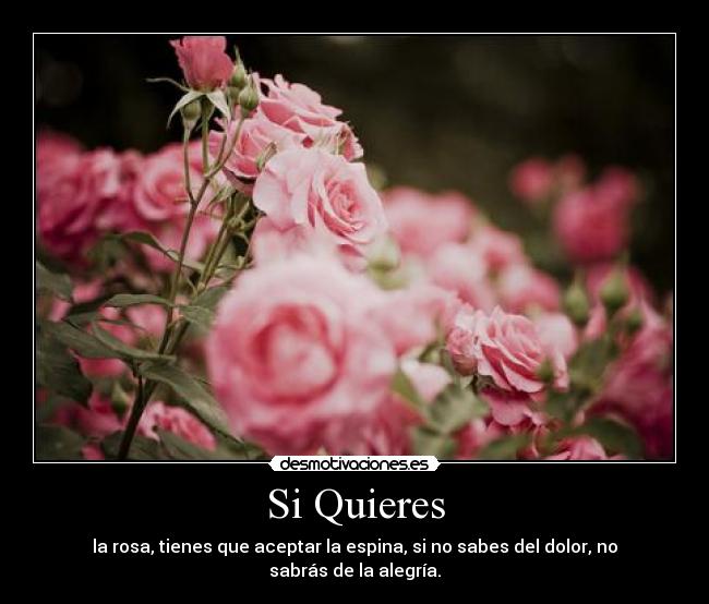 Si Quieres - la rosa, tienes que aceptar la espina, si no sabes del dolor, no sabrás de la alegría.