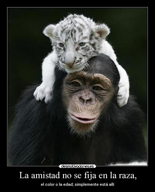 La amistad no se fija en la raza, - el color o la edad; simplemente está allí