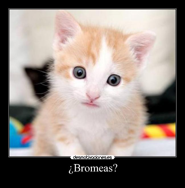 ¿Bromeas? -