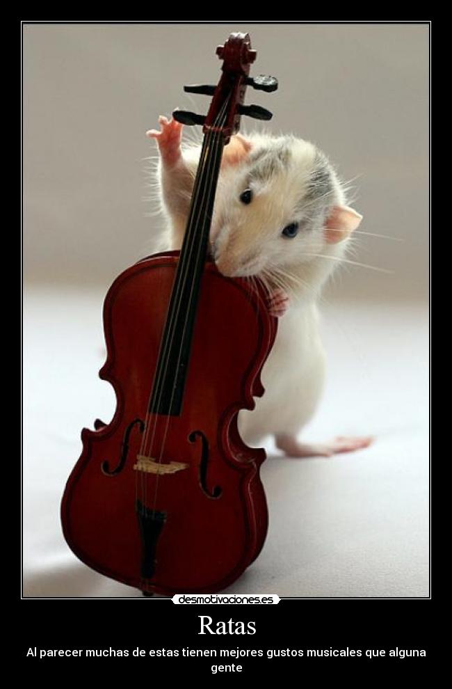 Ratas - Al parecer muchas de estas tienen mejores gustos musicales que alguna gente