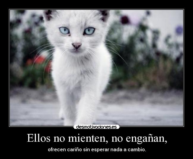 carteles quiero gatitooooooooooooooooooooou clanvirus desmotivaciones