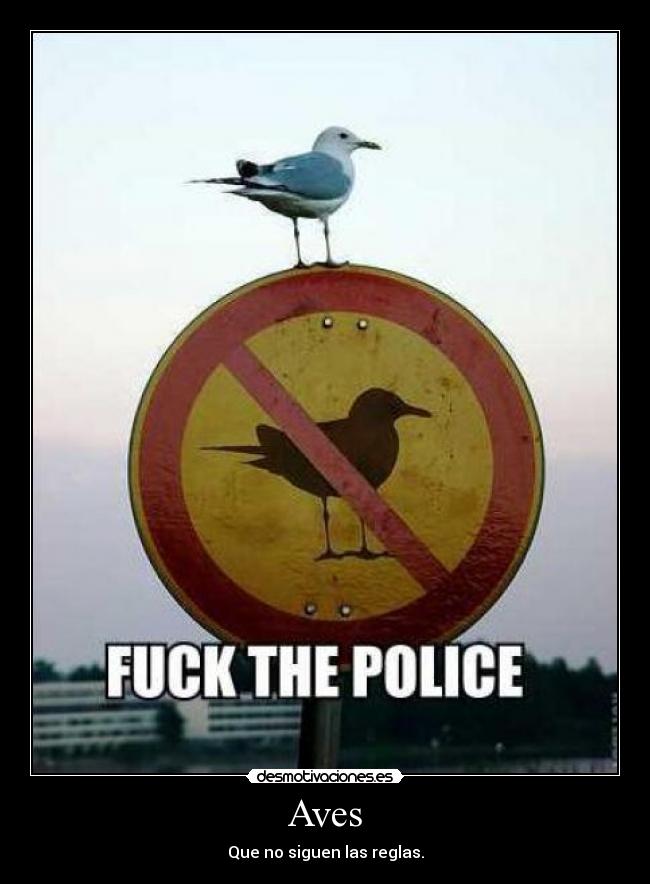 Aves - Que no siguen las reglas.
