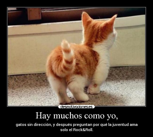 Hay muchos como yo, - gatos sin dirección, y después preguntan por qué la juventud ama solo el Rock&Roll.