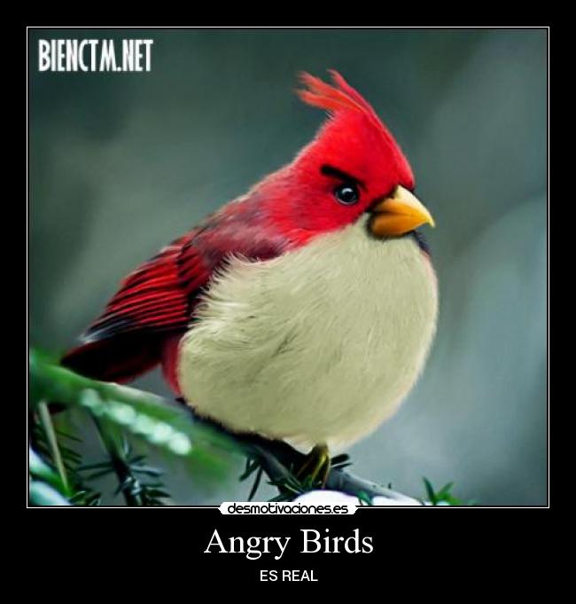carteles angry birds tonto que lea desmotivaciones