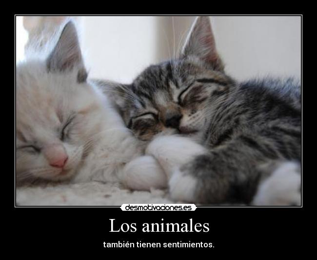 Los animales - también tienen sentimientos.