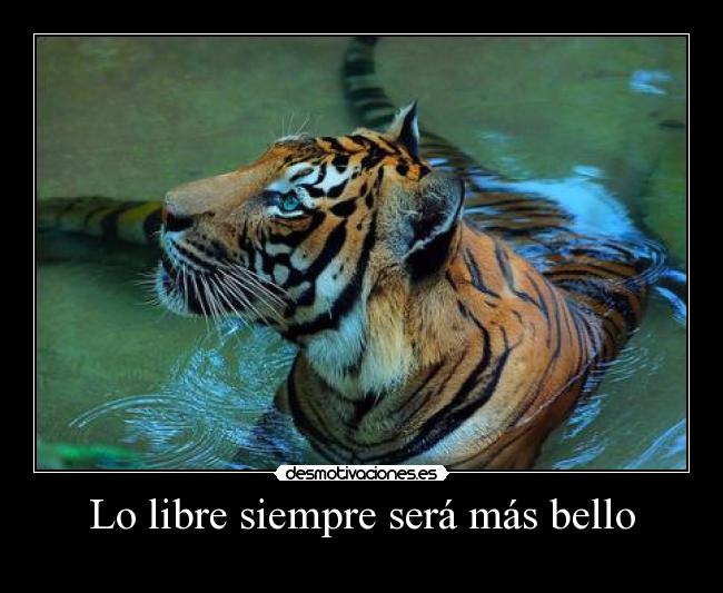 carteles e-e apreciarlo aunque se este tigre estara libre t-t desmotivaciones