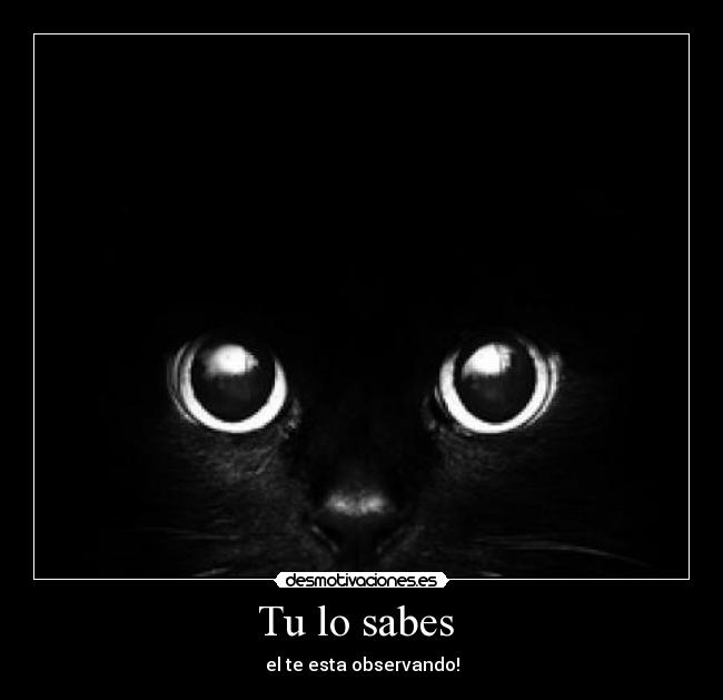 carteles komadreja desmotivaciones