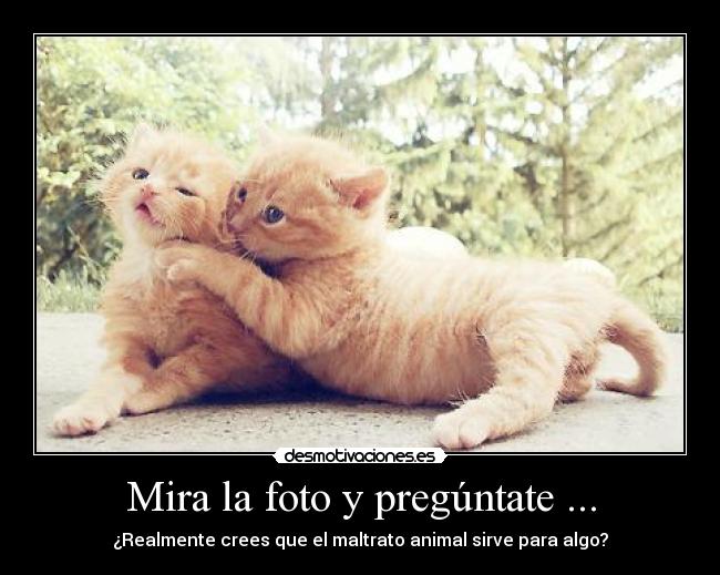Mira la foto y pregúntate ... - ¿Realmente crees que el maltrato animal sirve para algo?