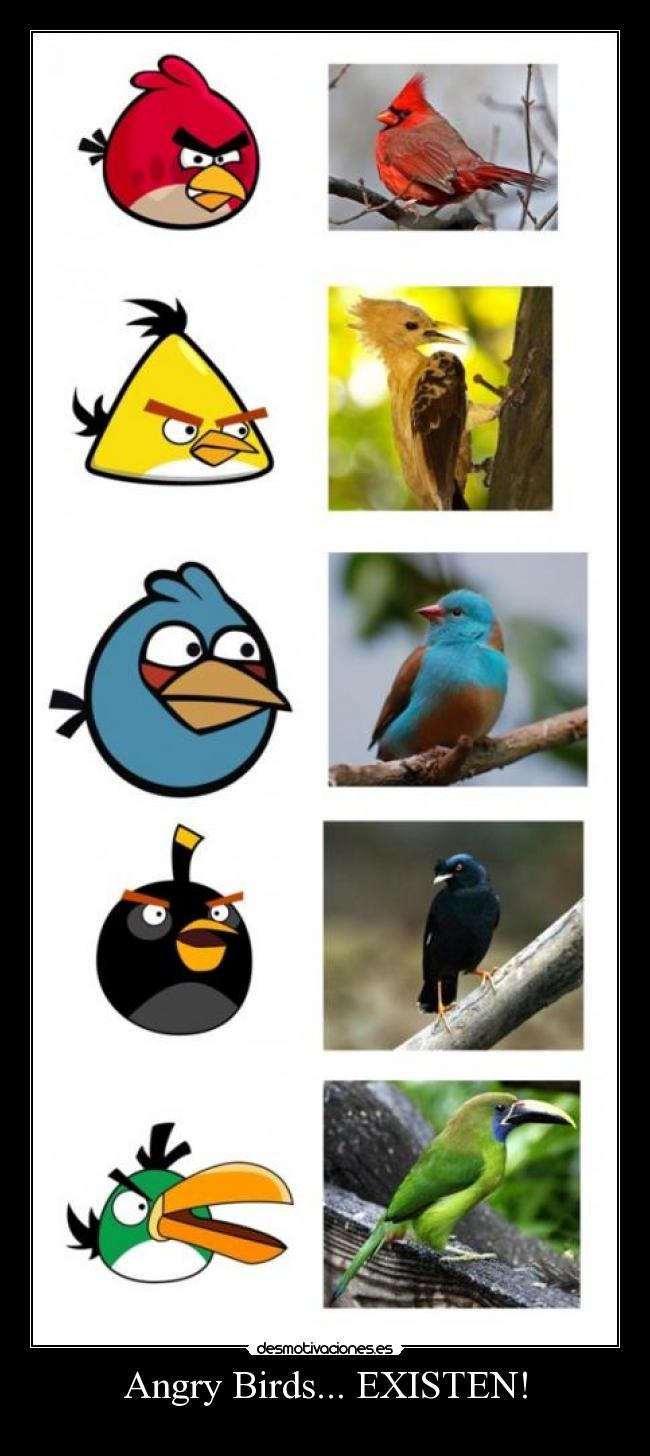 Angry Birds... EXISTEN! -