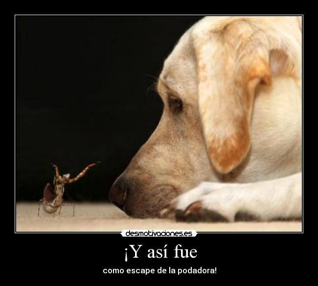 ¡Y así fue - como escape de la podadora!