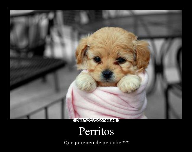 Perritos - 