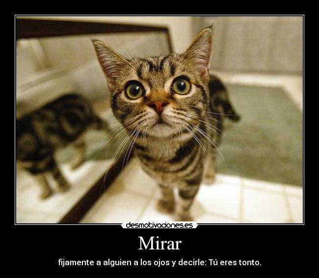 Mirar - fijamente a alguien a los ojos y decirle: Tú eres tonto.
