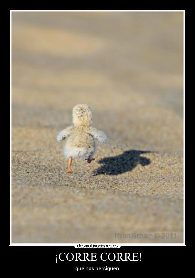 ¡CORRE CORRE! - 