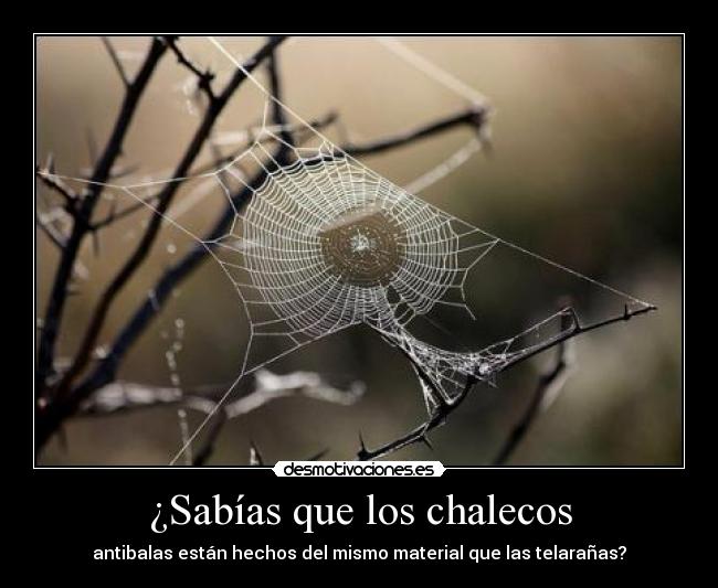 ¿Sabías que los chalecos - antibalas están hechos del mismo material que las telarañas?