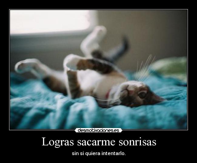 carteles bonito gatito desmotivaciones