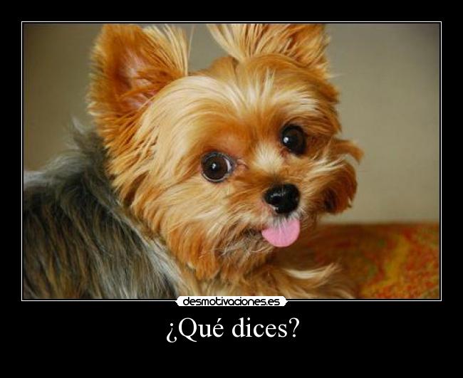 ¿Qué dices? - 