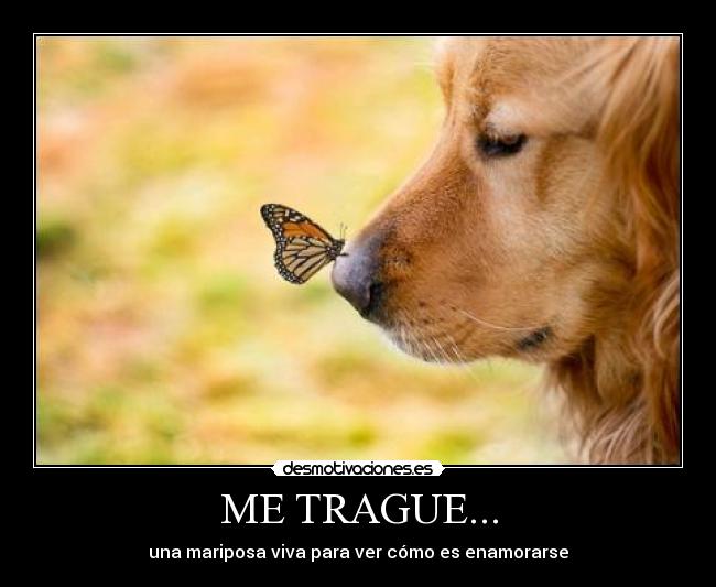 ME TRAGUE... -