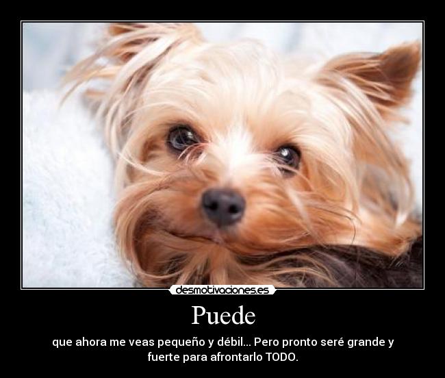 Puede -