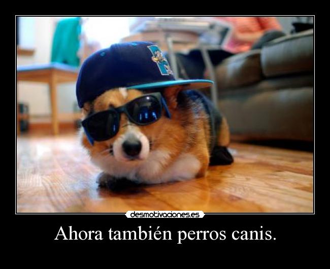Ahora también perros canis. - 