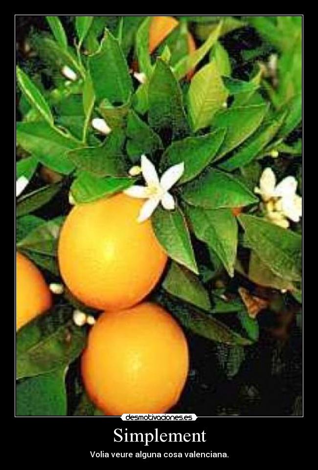 Simplement - Volia veure alguna cosa valenciana.