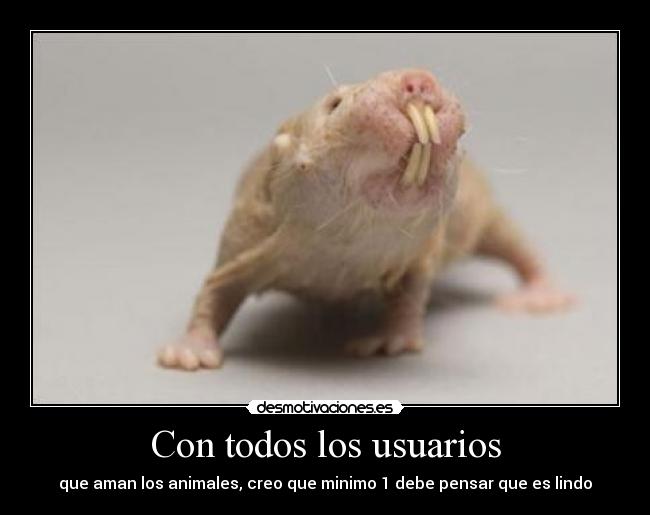 carteles rata topo lampina desmotivaciones