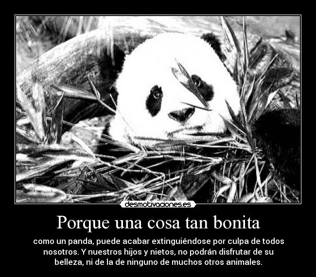 Porque una cosa tan bonita - como un panda, puede acabar extinguiéndose por culpa de todos
nosotros. Y nuestros hijos y nietos, no podrán disfrutar de su
belleza, ni de la de ninguno de muchos otros animales.