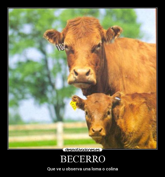 BECERRO - 