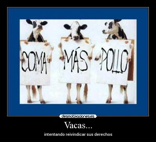 Vacas... -