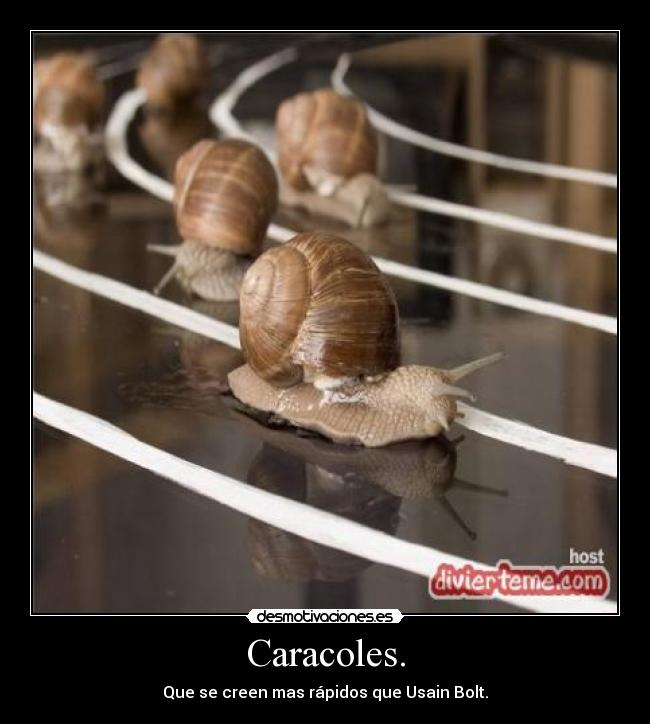 Caracoles. - 