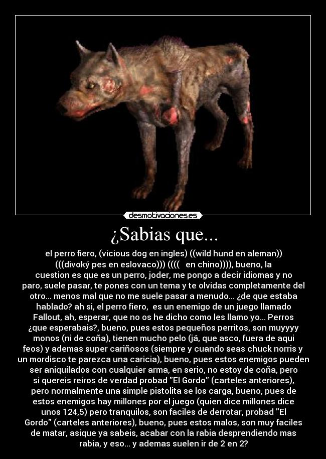 ¿Sabias que... - el perro fiero, (vicious dog en ingles) ((wild hund en aleman))
(((divoký pes en eslovaco))) ((((野狗 en chino)))), bueno, la
cuestion es que es un perro, joder, me pongo a decir idiomas y no
paro, suele pasar, te pones con un tema y te olvidas completamente del
otro... menos mal que no me suele pasar a menudo... ¿de que estaba
hablado? ah si, el perro fiero,  es un enemigo de un juego llamado
Fallout, ah, esperar, que no os he dicho como les llamo yo... Perros
¿que esperabais?, bueno, pues estos pequeños perritos, son muyyyy
monos (ni de coña), tienen mucho pelo (já, que asco, fuera de aqui
feos) y ademas super cariñosos (siempre y cuando seas chuck norris y
un mordisco te parezca una caricia), bueno, pues estos enemigos pueden
ser aniquilados con cualquier arma, en serio, no estoy de coña, pero
si quereis reiros de verdad probad El Gordo (carteles anteriores),
pero normalmente una simple pistolita se los carga, bueno, pues de
estos enemigos hay millones por el juego (quien dice millones dice
unos 124,5) pero tranquilos, son faciles de derrotar, probad El
Gordo (carteles anteriores), bueno, pues estos malos, son muy faciles
de matar, asique ya sabeis, acabar con la rabia desprendiendo mas
rabia, y eso... y ademas suelen ir de 2 en 2?