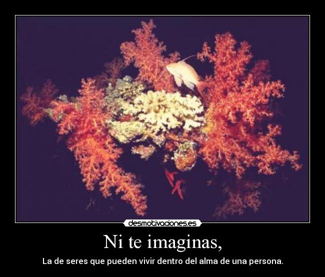 Ni te imaginas, -
