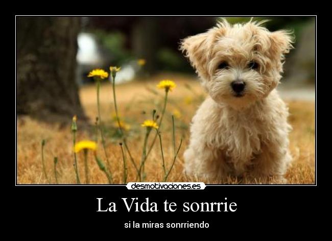 La Vida te sonrrie - si la miras sonrriendo