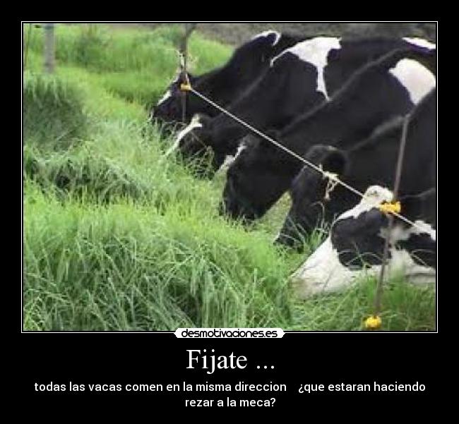 Fijate ... - todas las vacas comen en la misma direccion    ¿que estaran haciendo
rezar a la meca?