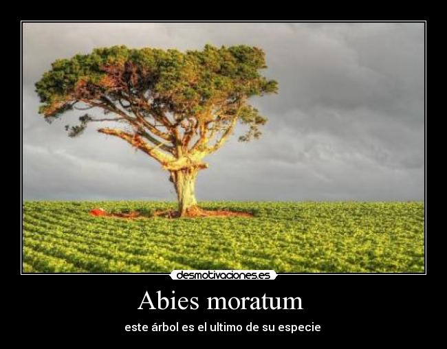 Abies moratum  - este árbol es el ultimo de su especie 