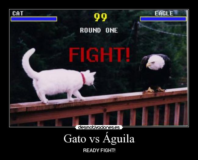 Gato vs Águila - READY FIGHT!