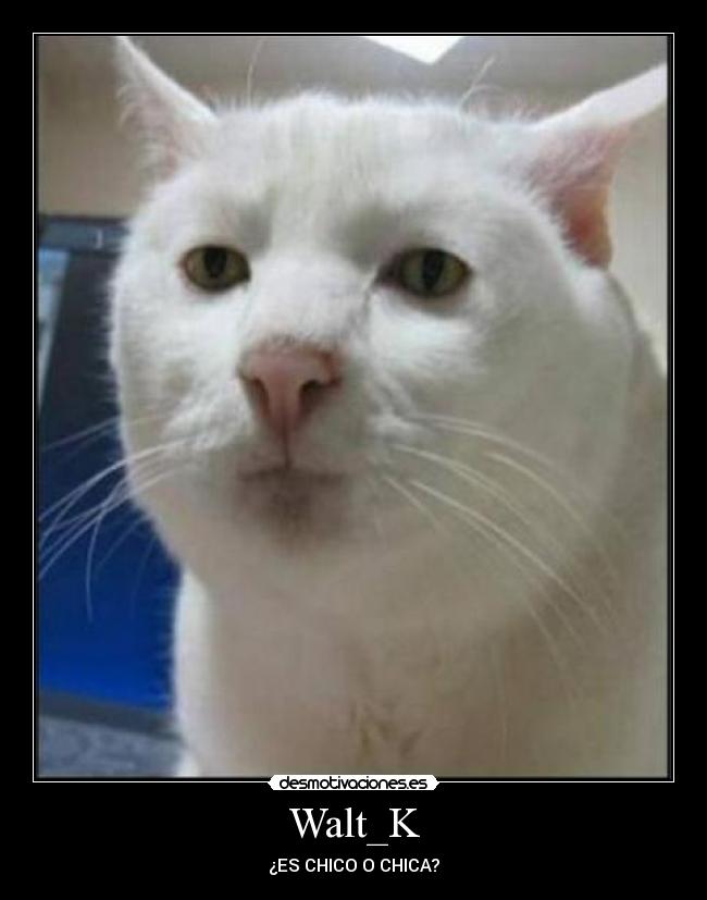 Walt_K - ¿ES CHICO O CHICA?