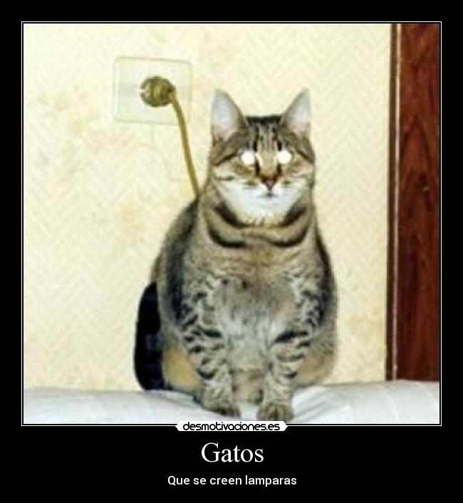 Gatos -
