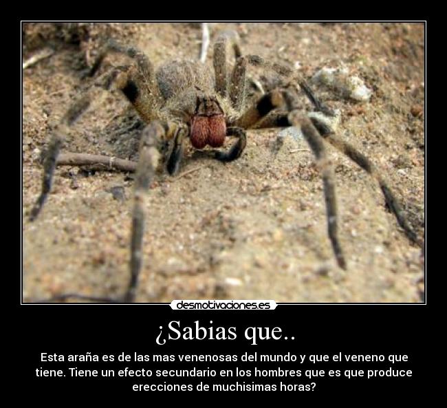 ¿Sabias que.. - 