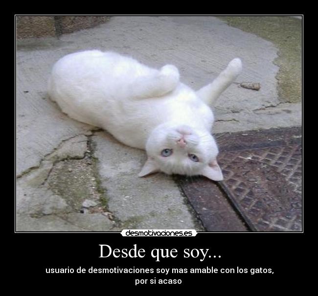 Desde que soy... - usuario de desmotivaciones soy mas amable con los gatos,
por si acaso 