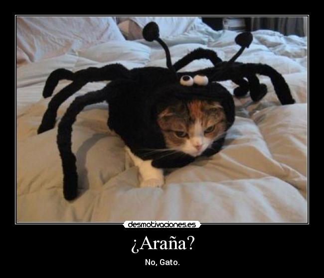 ¿Araña? - No, Gato.