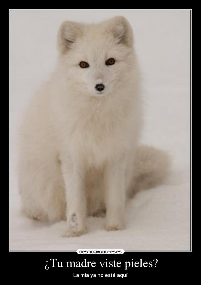 ¿Tu madre viste pieles? -