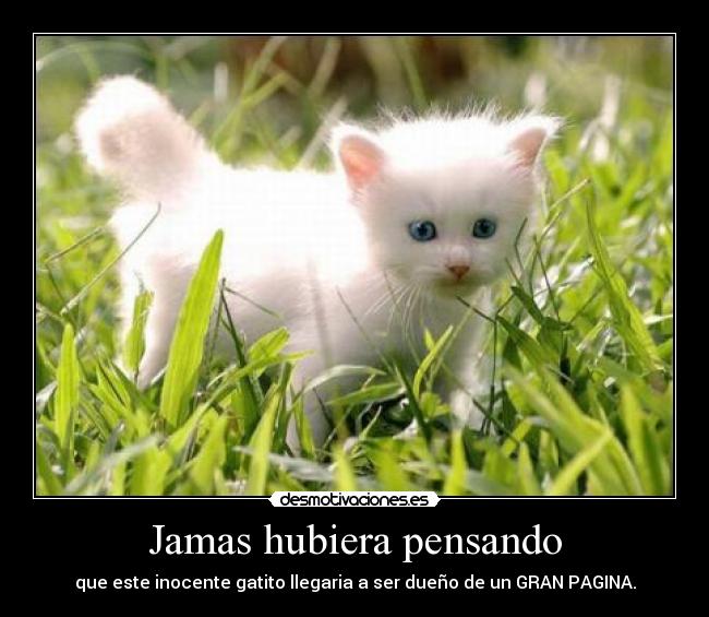 Jamas hubiera pensando - que este inocente gatito llegaria a ser dueño de un GRAN PAGINA.