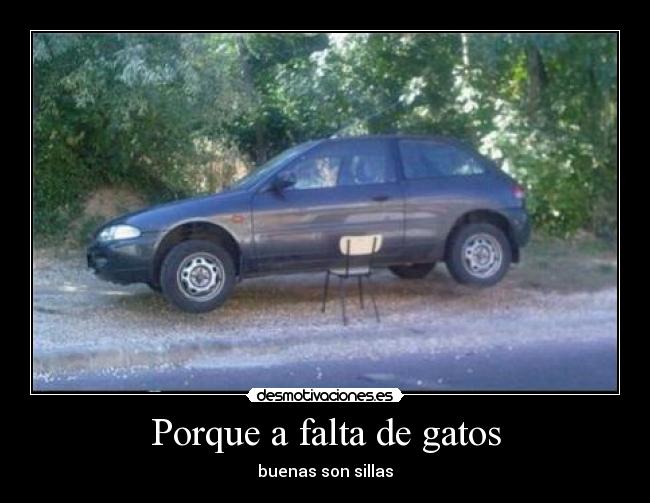 Porque a falta de gatos - 