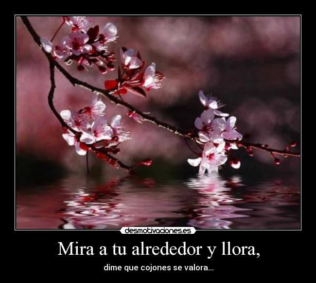 Mira a tu alrededor y llora, - dime que cojones se valora...