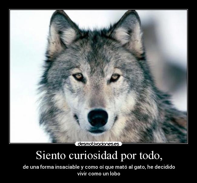 Siento curiosidad por todo, -