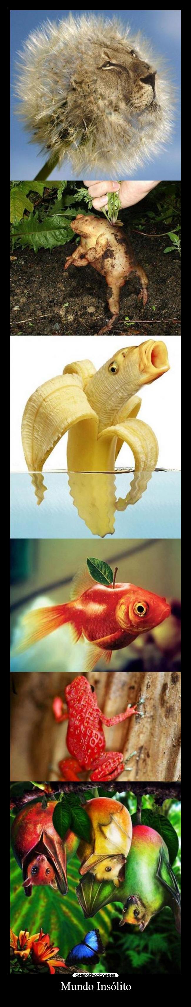 Mundo Insólito - 