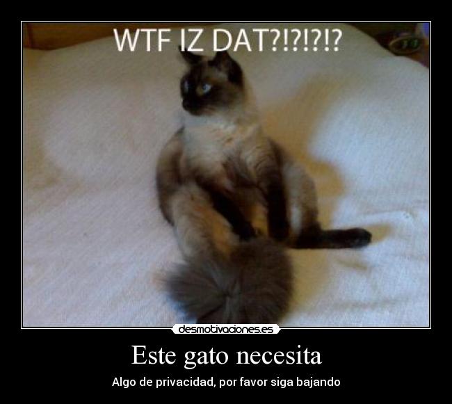 Este gato necesita -